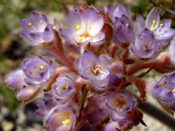 Dilatris pillansii, some floral features